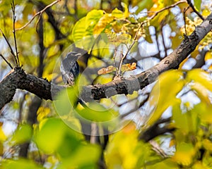 A Drango Looking back