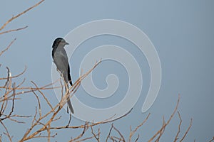 Drango perched on a tree