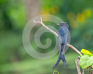 A Drango perching on a branch