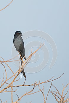 Drango perching on a tree
