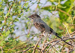 A Drango perching on a tree
