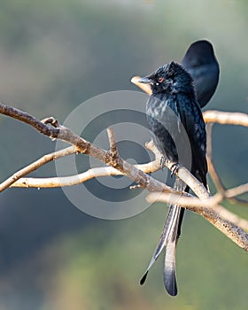 A Drango perching on a tree