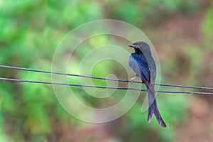 A Drango perching on a wire