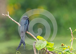 A Drango resting on a branch