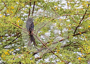 Drango resting on a tree