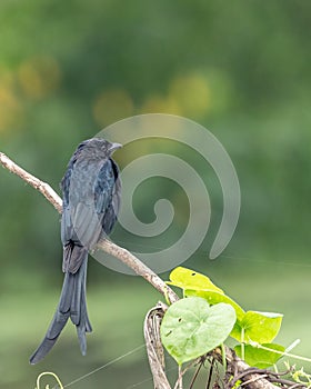 A Drango sitting on a branch