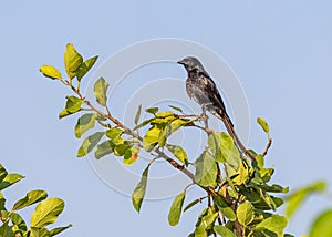 A Drango sitting on a tree