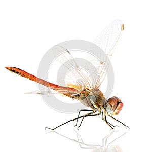 Drangonfly - Sympetrum fonscol