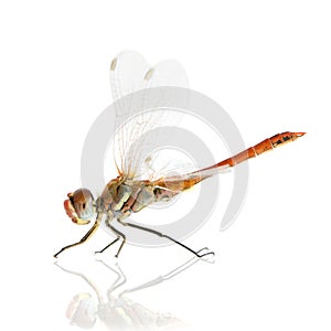 Drangonfly - Sympetrum fonscol