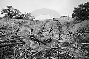 Draper Aqueduct Trail in Black and White