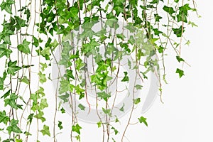 Draping green english ivy background