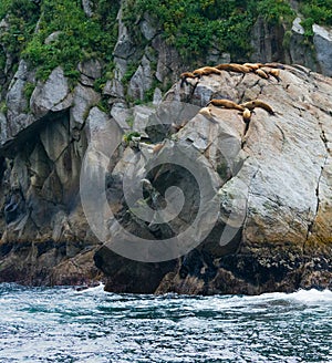 Drapped sealions sunning