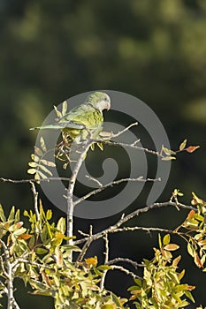 A Drara Parrot in a Tree