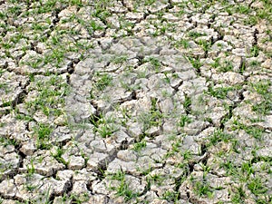 Draught affected land without water