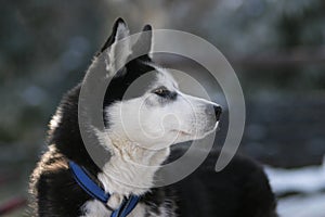 Draught dog photo