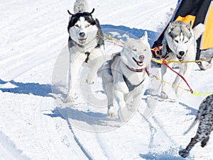 Draught dogs in the winter