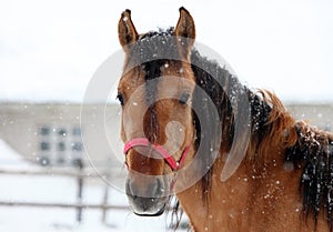 Draught driving horse in winter farm