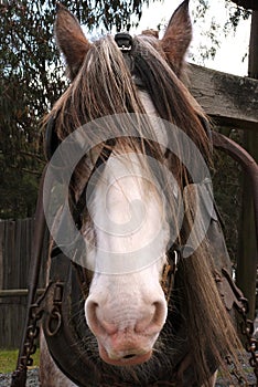 Draught Horse photo