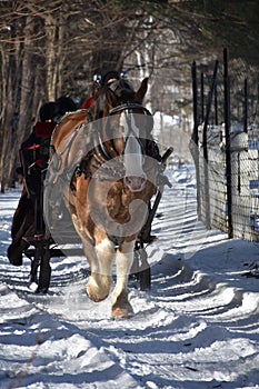 Draught Horse Pulling a Sleigh in the Snow