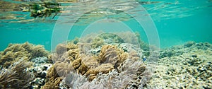Dravuni Island Reef Ecosystem