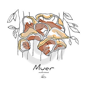 draw mushroom muer, an Auricularia auricula judae