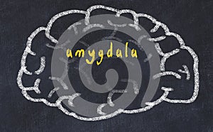 Drawing of human brain on chalkboard with inscription amygdala photo