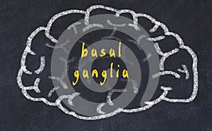 Drawind of human brain on chalkboard with inscription basal ganglia