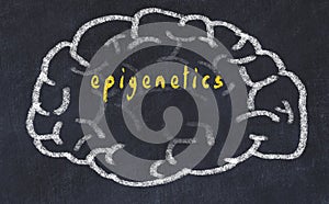 Drawind of human brain on chalkboard with inscription epigenetics photo