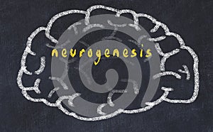 Drawind of human brain on chalkboard with inscription neurogenesis