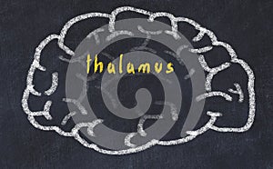 Drawind of human brain on chalkboard with inscription thalamus