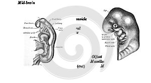 Drawing from a 19th-century anatomy textbook showing the structure of the midbrain