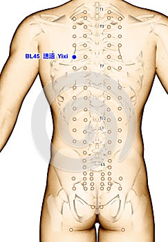 Drawing Acupuncture Point BL45 Yixi, 3D Illustration