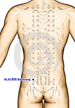 Drawing Acupuncture Point BL53 Baohuang, 3D Illustration