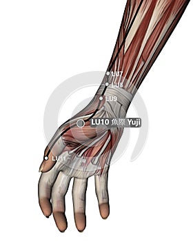 Drawing Acupuncture Point LU10 Yuji, 3D Illustration, Muscular System, Woman