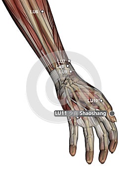 Drawing Acupuncture Point LU11 Shaoshang, 3D Illustration, Muscular System, Skeleton, Woman