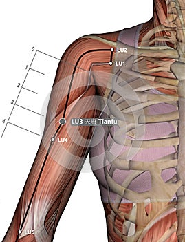 Drawing Acupuncture Point LU3 Tianfu, 3D Illustration, Muscular System, Woman