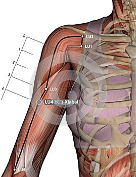 Drawing Acupuncture Point LU4 Xiabai, 3D Illustration, Muscular System, Woman