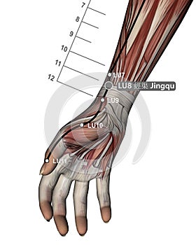 Drawing Acupuncture Point LU8 Jingqu, 3D Illustration, Muscular System, Woman
