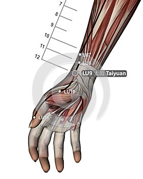 Drawing Acupuncture Point LU9 Taiyuan, 3D Illustration, Muscular System, Woman