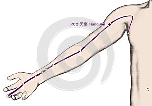 Drawing Acupuncture Point PC2 Tianquan, 3D Illustration