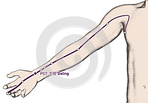 Drawing Acupuncture Point PC7 Daling, 3D Illustration