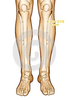 Drawing Acupuncture Point ST36 Zusanli, 3D Illustration