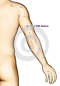 Drawing Acupuncture Point TE12 Xiaoluo, 3D Illustration