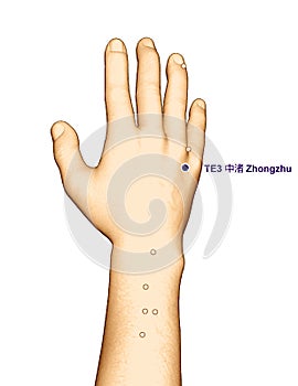 Drawing Acupuncture Point TE3 Zhongzhu, 3D Illustration