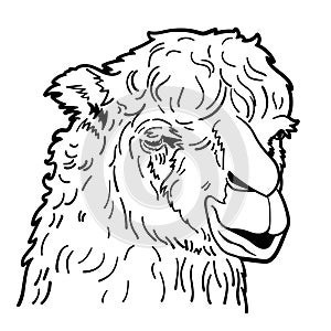 Drawing of alpaca portrait