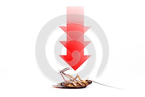 drawing arrow, showing target to kill cockroach
