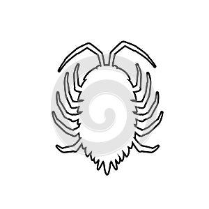 Drawing Art of Lice Insect