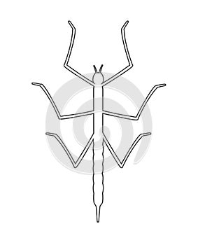 Drawing Art of Stick Insect