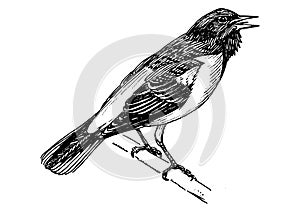 Drawing of Baltimore Oriole with a white background