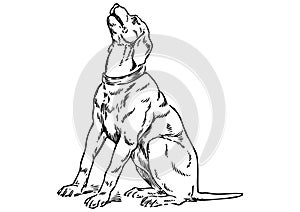 Drawing of barking dog with a white background photo